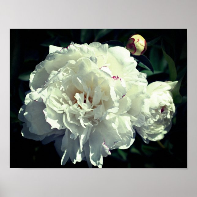 White Peony Flower In Stages Of Bloom  Poster (Front)