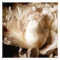White Peony Flower Sepia Black Background