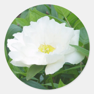 White Peony Flower Stickers