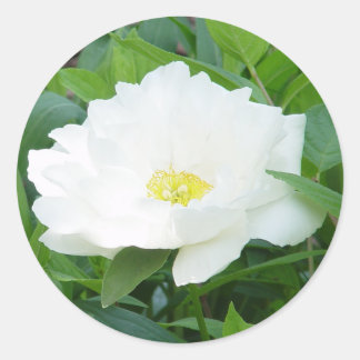 White Peony Flower Stickers