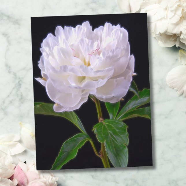 White Peony On Black Background Postcard (Enhance any space with this sophisticated, minimalist white peony on black background.)