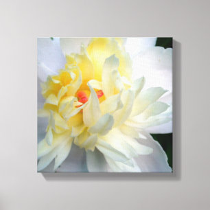 White Peony on Canvas Print