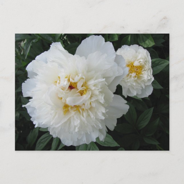 White Peony postcard (Front)
