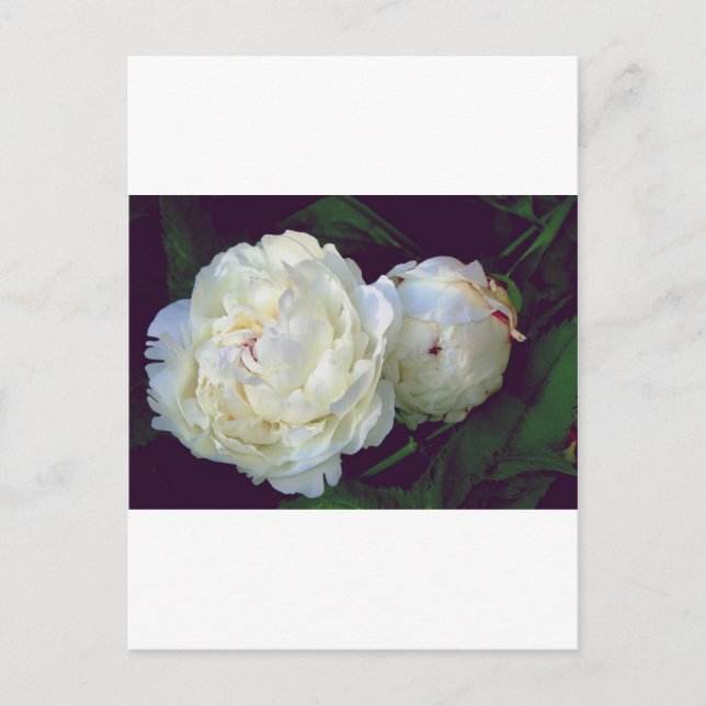White Peony Postcard (Front)