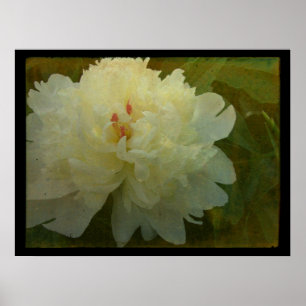 White Peony Poster