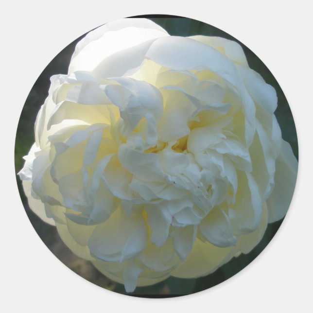 White Peony Stickers (Front)