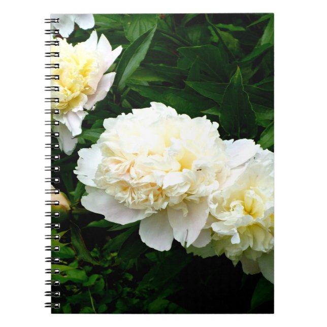 White Peony Trio Notebook (Front)