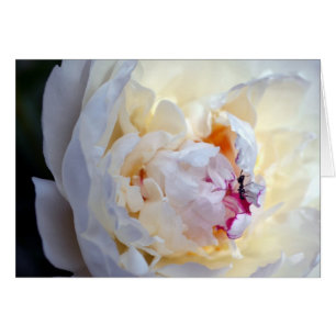 White Peony with Worker Ant Blank Card