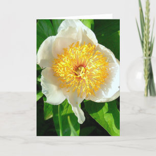 WHITE PEONY WITH YELLOW CENTER/CHERRY HILL PEONY CARD