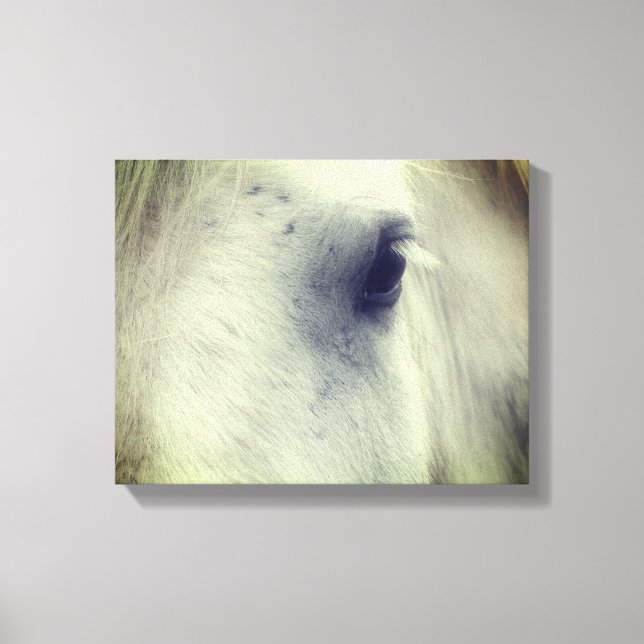 White Percheron Horse Eye Canvas Print (Front)