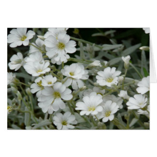 White Petal Flowers with Yellow Middle Card