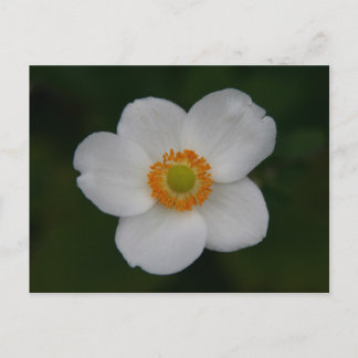 white petals postcard