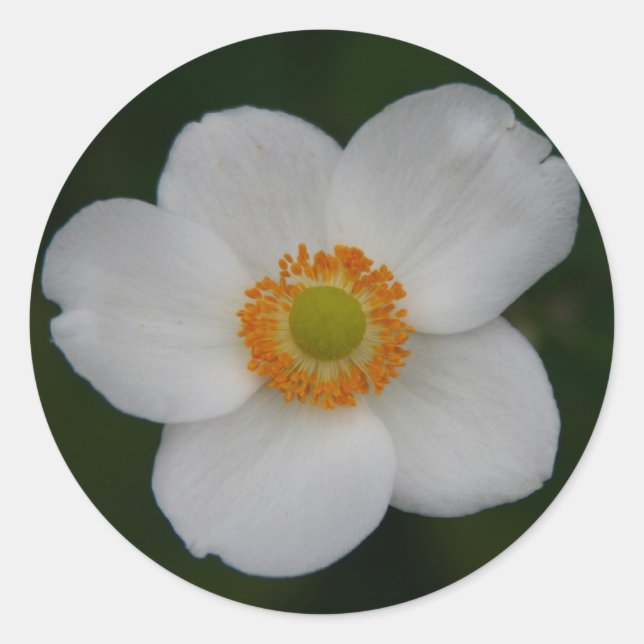 white petals sticker (Front)