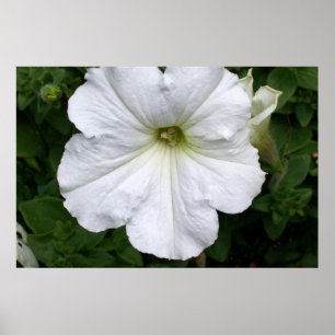 White Petunia Petunias Flowers Photography Poster