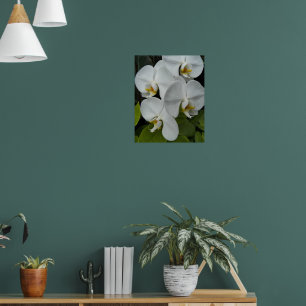 White Phalaenopsis Orchids Floral Poster