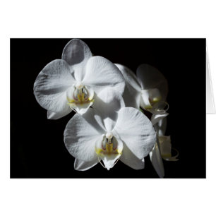White Phalaeonopsis Orchids