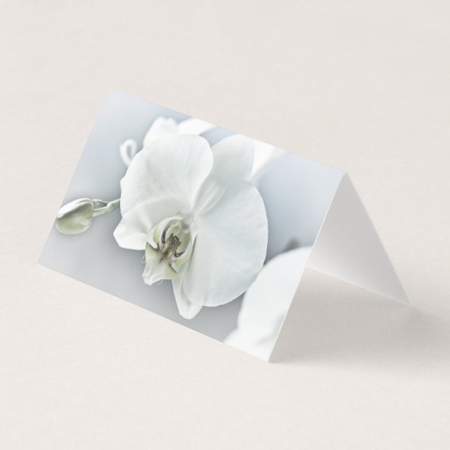 White Phaleonopsis Orchid (Front)