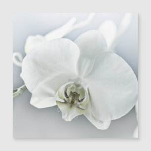 White Phaleonopsis Orchid