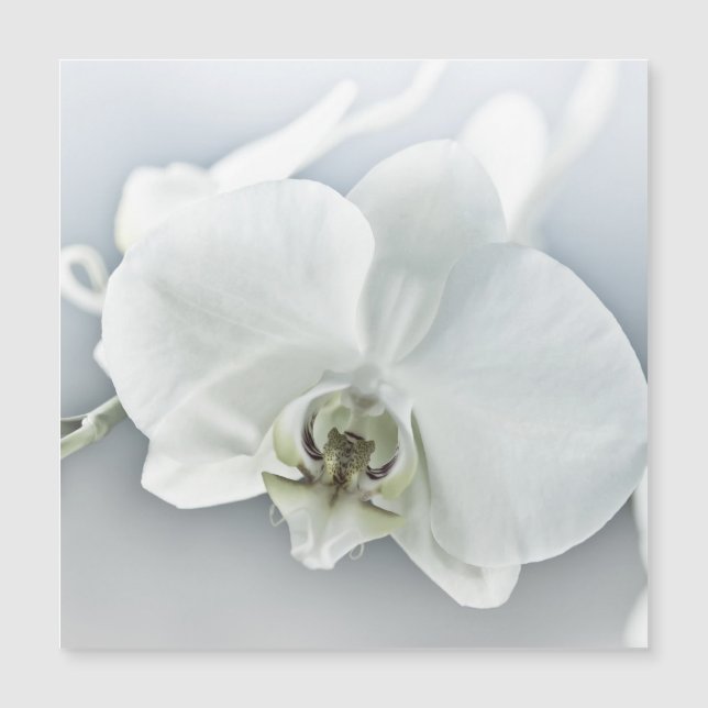 White Phaleonopsis Orchid (Front)