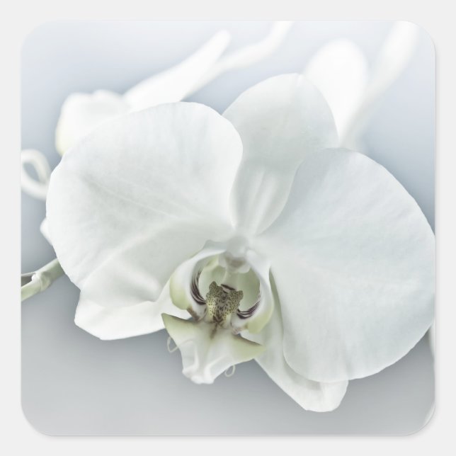 White Phaleonopsis Orchid Square Sticker (Front)