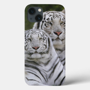 White phase, Bengal Tiger, Tigris iPhone 13 Case