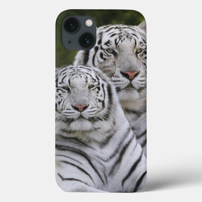 White phase, Bengal Tiger, Tigris Case-Mate iPhone Case (Back)