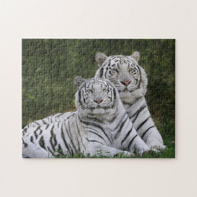 White phase, Bengal Tiger, Tigris Jigsaw Puzzle (Horizontal)