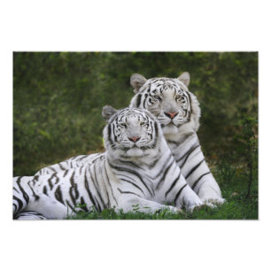 White phase, Bengal Tiger, Tigris Photo Print