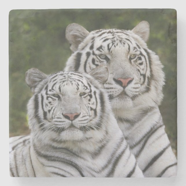 White phase, Bengal Tiger, Tigris Stone Coaster (Front)
