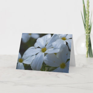 White Phlox Card