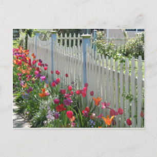 White Picket Fence With Tulips postcard