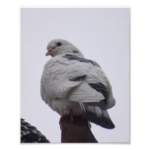 White Pigeon  Photo Print