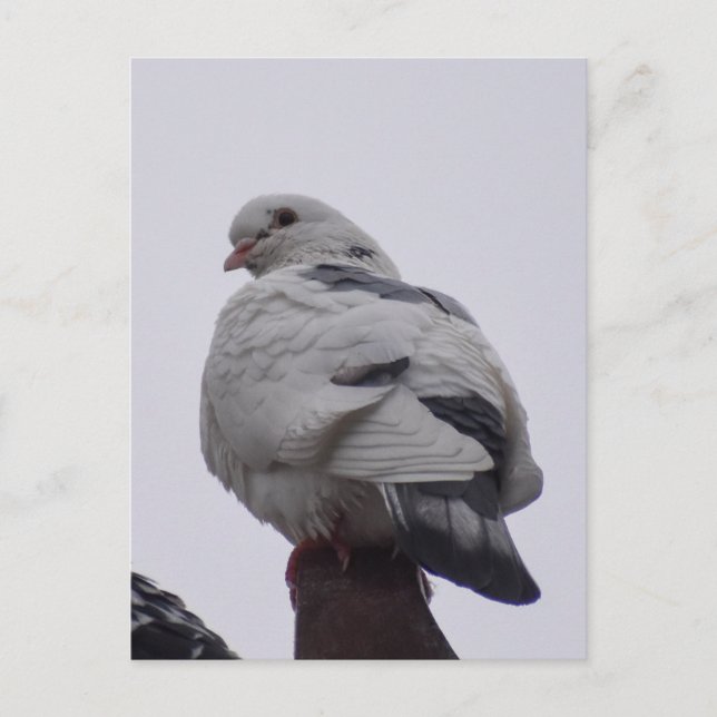 White Pigeon  Postcard (Front)