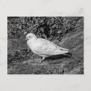 White Pigeon Postcard