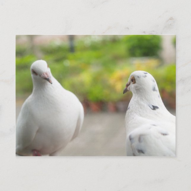 White pigeons  Postcard (Front)