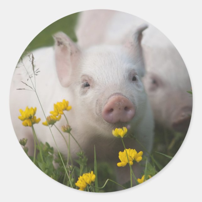 White Piglet Surrounded by Yellow Flowers Classic Round Sticker (Front)