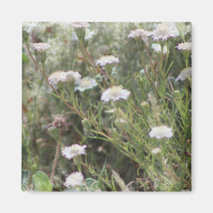 White Pincushion Wildflowers Digital Watercolor Ma Magnet