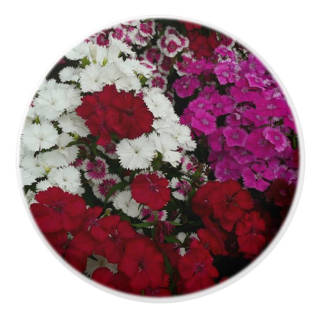 White, Pink and Red Dianthus Floral Ceramic Knob (Front)