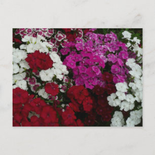 White, Pink and Red Dianthus Floral Postcard