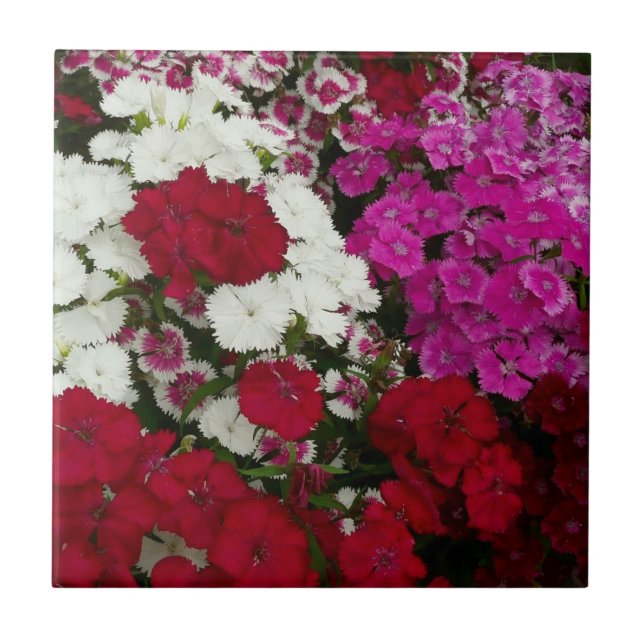 White, Pink and Red Dianthus Floral Tile (Front)