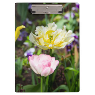 White, pink and yellow tulips in the garden   clipboard