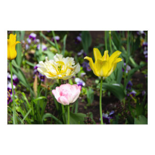 White, pink and yellow tulips in the garden  photo print