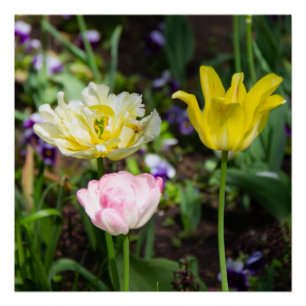 White, pink and yellow tulips in the garden  poster