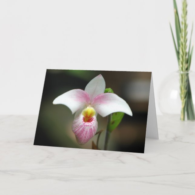 White/pink Orchid Greeting Card (Front)