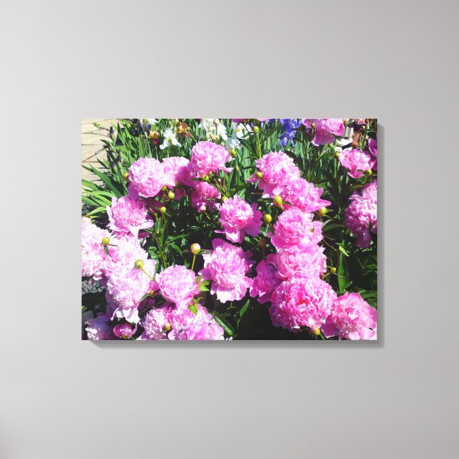 White Pink Peony Flower Canvas Print (Front)