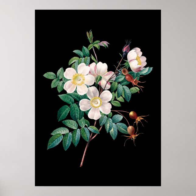 White pink rose black background print (Front)