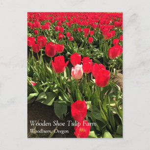 White & Pink Tulip in a Red Tulip Field, Oregon Po Postcard