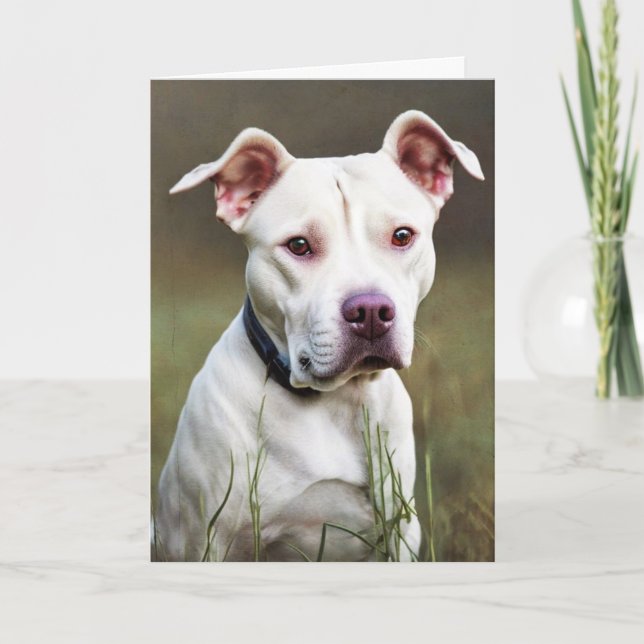 White Pitbull Birthday Card (Front)