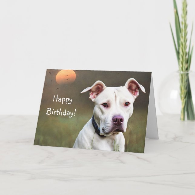 White Pitbull Birthday Card (Front)