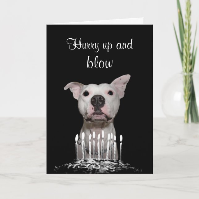 White Pitbull Birthday Card (Front)